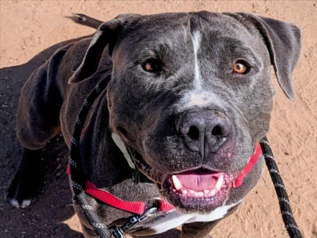 Photo of Otis, adoptable Mixed Breed in Santa Fe, New Mexico