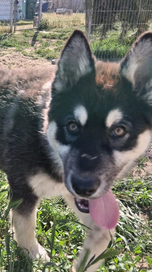 Photo of Bear, adoptable German Shepherd Dog in Modesto, California