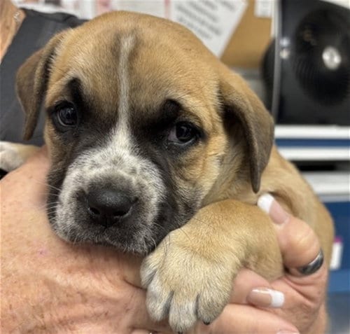 Photo of Shyloh, adoptable Bulldog in San Bernardino, California