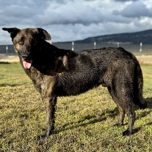 Photo of Mack, adoptable Shepherd in Yreka, California