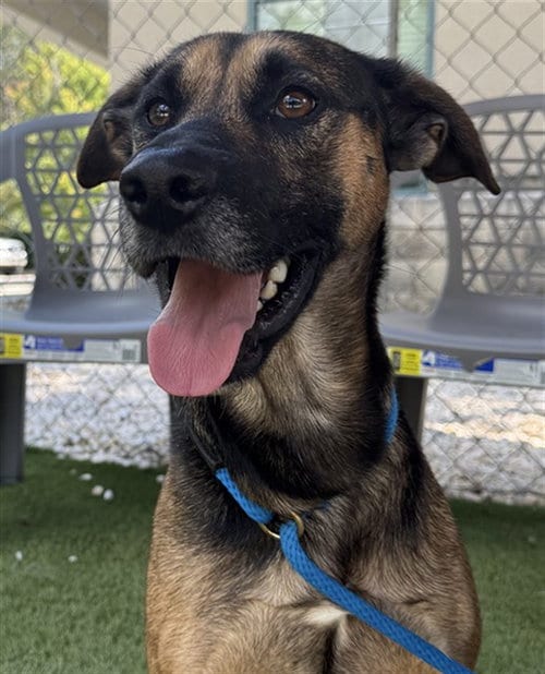Photo of Bear, adoptable German Shepherd Dog in Newton, North Carolina
