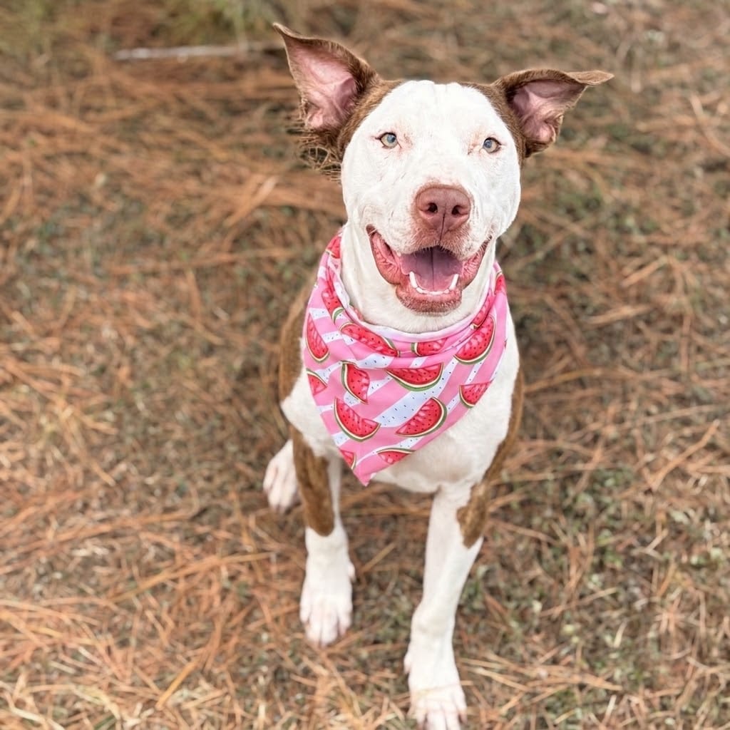 Photo of Mousy 26-07-163, adoptable Terrier, Pit Bull / Mixed Breed (Large) in Bastrop, Texas