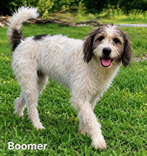 Photo of Ginny Lynn, adoptable Poodle (Standard) in Franklin, Tennessee