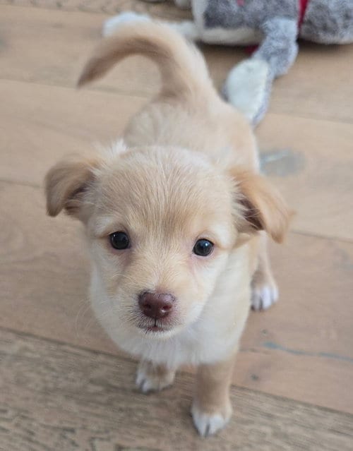 Photo of Denis, adoptable Maltese in Sunnyvale, California