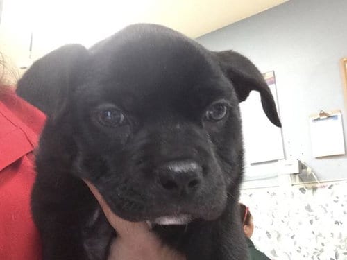 Photo of Chella, adoptable Pit Bull Terrier in Riverside, California