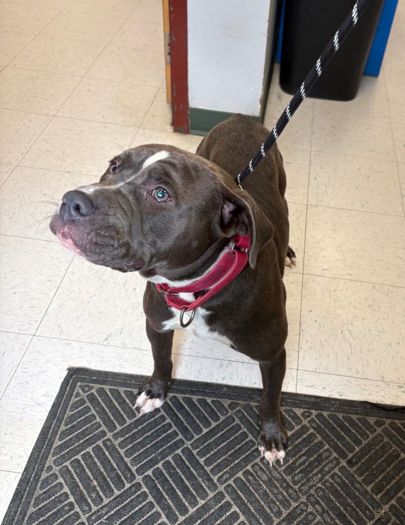 Photo of Babe, adoptable Pit Bull Terrier in Maysville, Kentucky