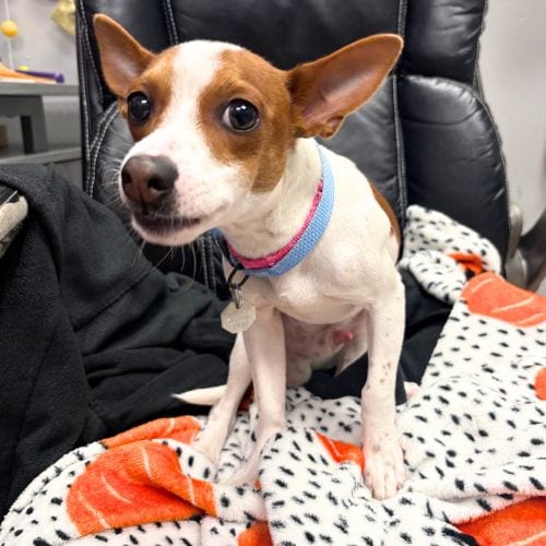 Photo of Kobi, adoptable Rat Terrier in Aurora, Colorado