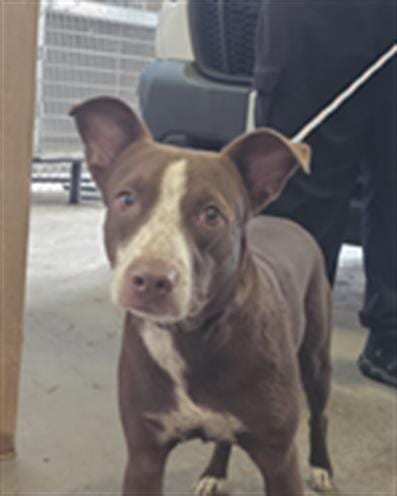 Photo of Cinnamon, adoptable Mixed Breed