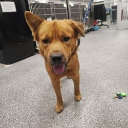 Photo of Wolf, adoptable Labrador Retriever in Lakeland, Florida
