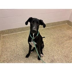 Photo of Go-Ji, adoptable Great Dane in Colorado Springs, Colorado
