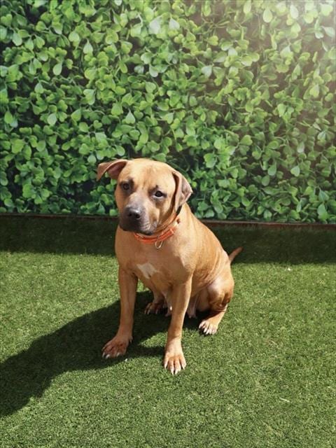 Photo of Mama, adoptable Terrier mix in Miami, Florida