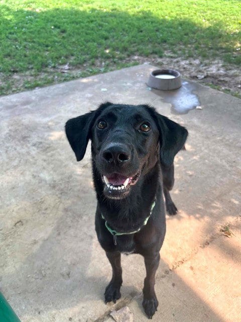 Photo of Coco, adoptable Labrador Retriever in St Peters, Missouri