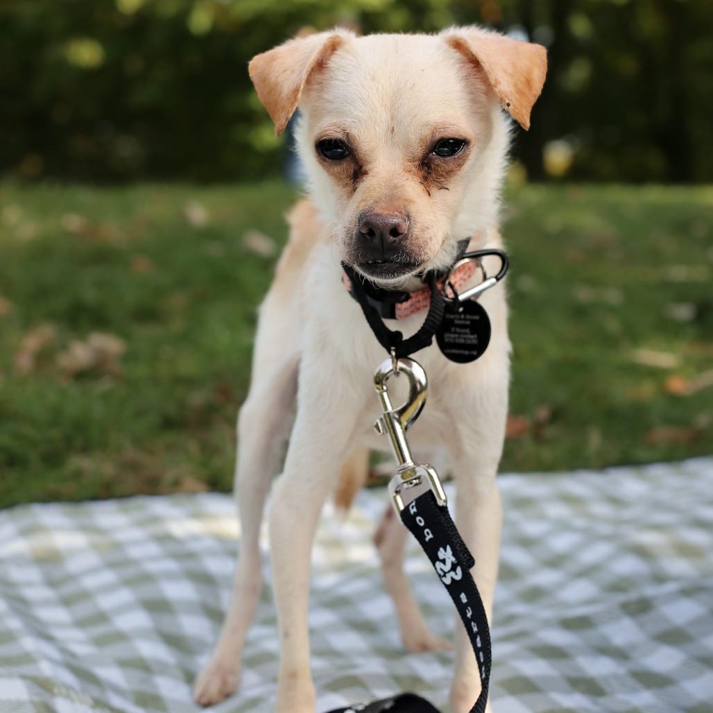 Photo of Jacob, adoptable Chihuahua