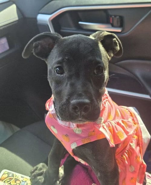 Photo of Saber, adoptable Pit Bull Terrier in Evansville, Indiana