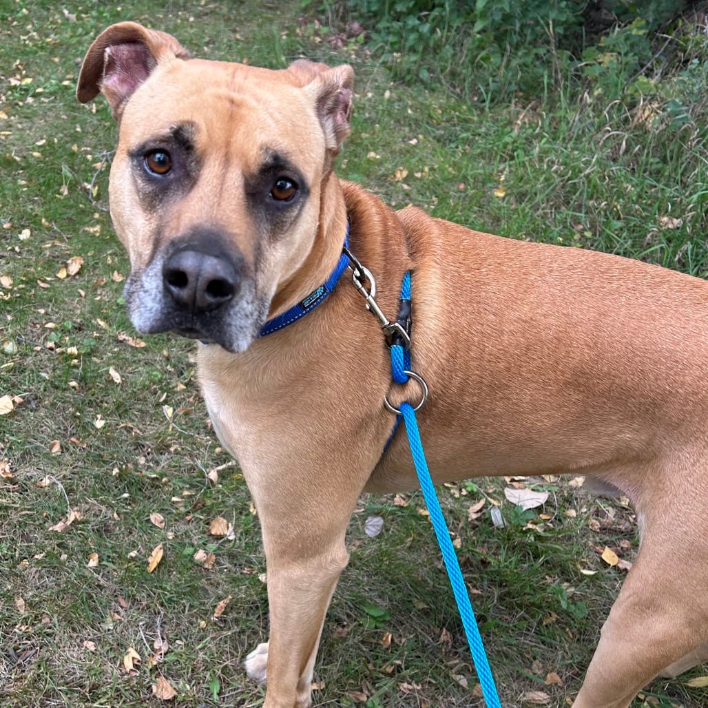 Photo of Larry, adoptable Mixed Breed (Large) in St. Cloud, Minnesota