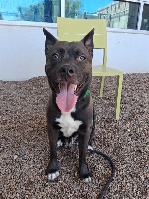 Photo of Mushu, adoptable American Pit Bull Terrier in Mesa, Arizona