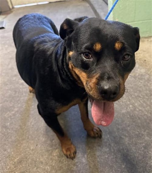 Photo of Brooklyn, adoptable Rottweiler in Sacramento, California