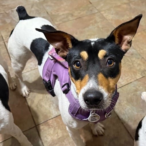 Photo of Charlie, adoptable Terrier, Jack Russell in Normal, Illinois