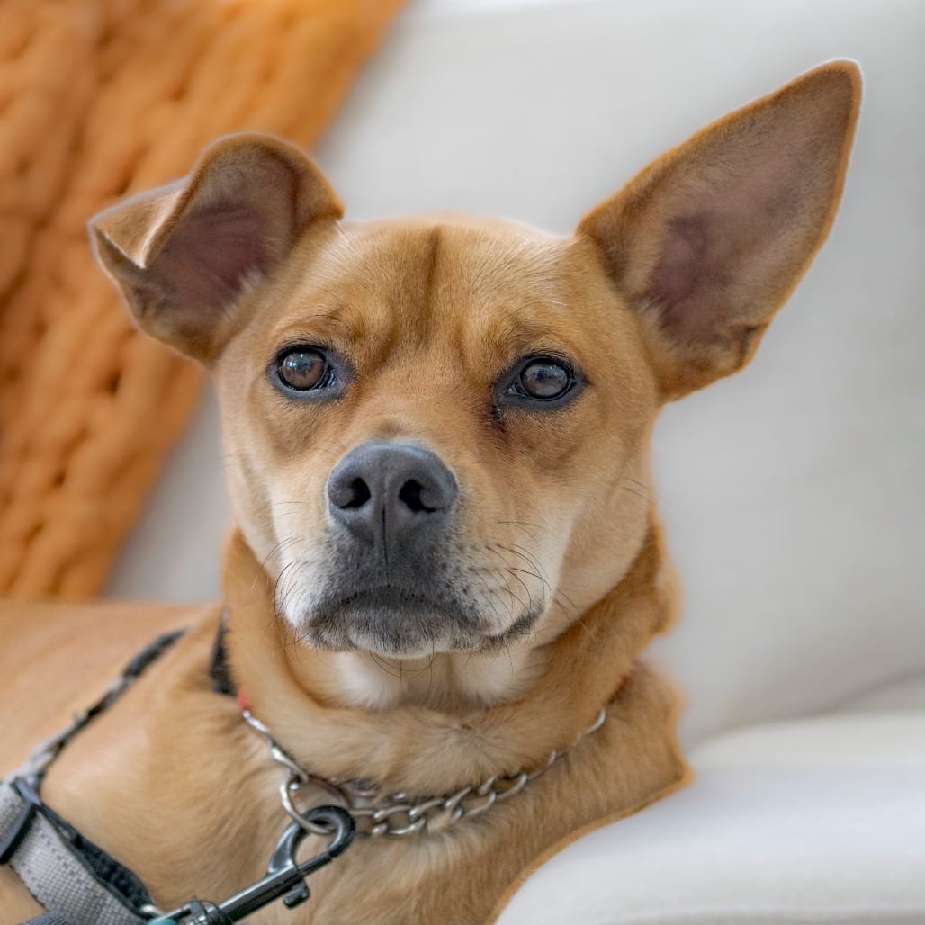 Photo of Bosco, adoptable Mixed Breed (Medium) in Chapel Hill, North Carolina