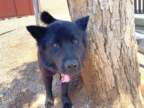 Photo of Roxy, adoptable Chow Chow in Phoenix, Arizona