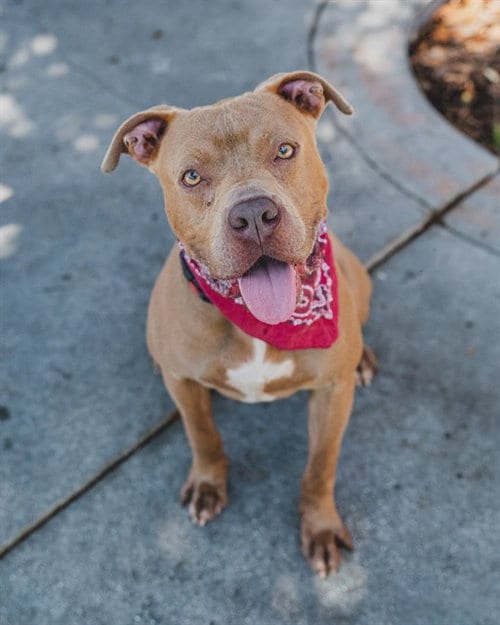 Photo of Boston, adoptable American Bulldog in Miami, Florida