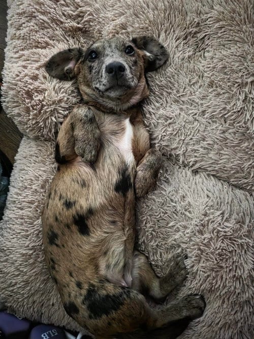 Photo of Honey, adoptable Dachshund in Seattle, Washington