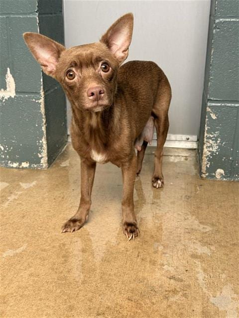 Photo of Molly, adoptable Chihuahua in San Antonio, Texas