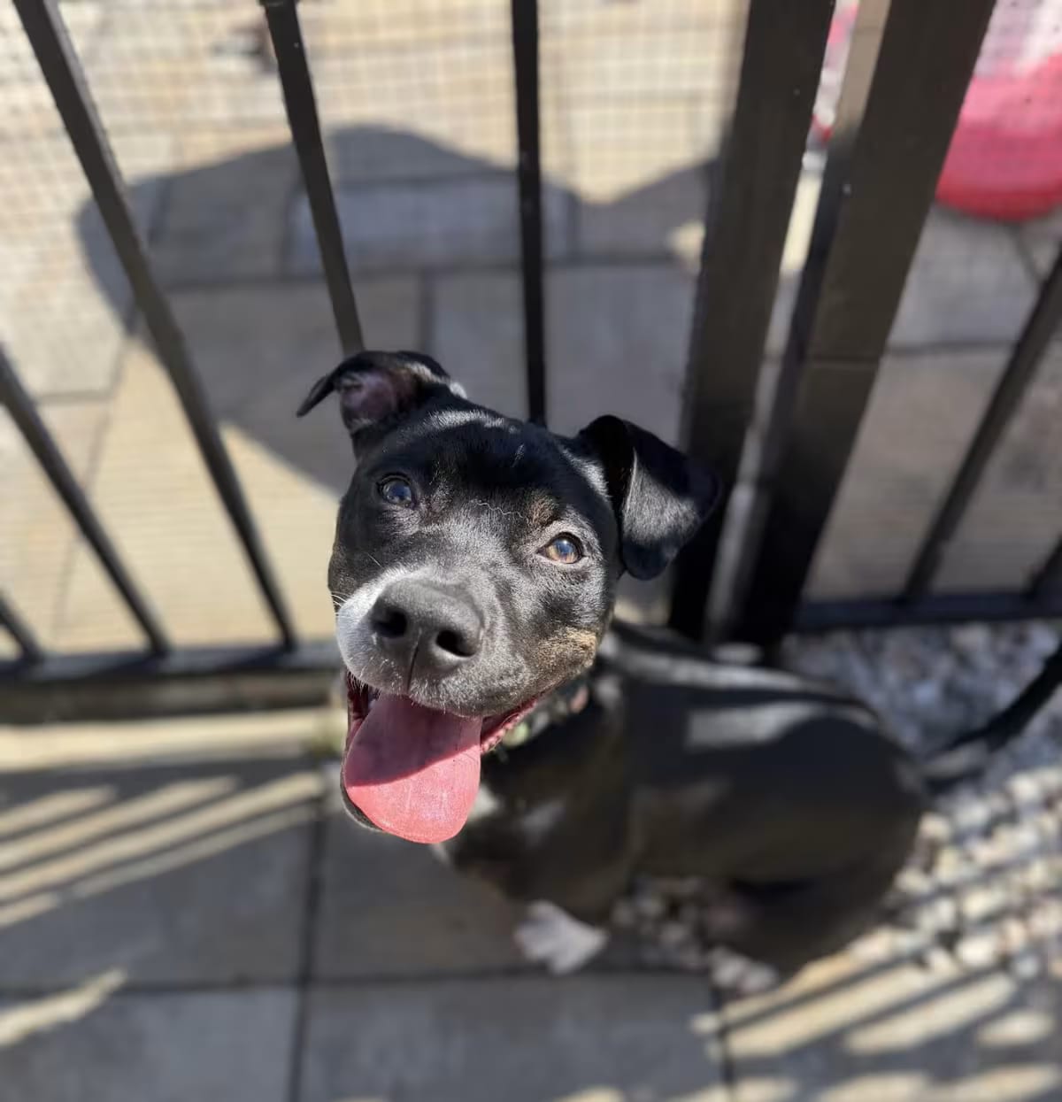 Photo of Carlson, adoptable Labrador Retriever Mixed Breed (Medium) in Cranston, Rhode Island