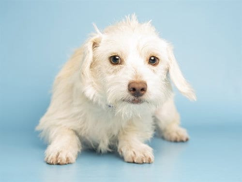 Photo of Fern, adoptable Cairn Terrier in Phoenix, Arizona