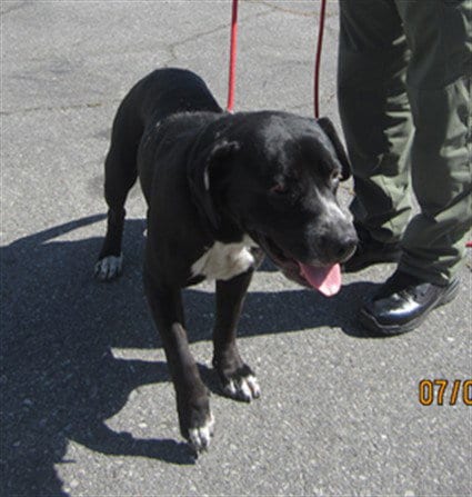 Photo of Happy, adoptable Pit Bull Terrier in Los Angeles, California