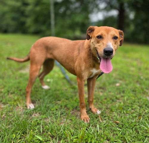 Photo of Madison, adoptable Labrador Retriever in Attalka, Alabama