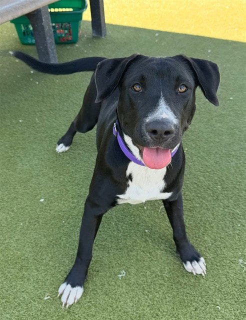 Photo of Honey Boo Boo, adoptable Labrador Retriever in Naples, Florida