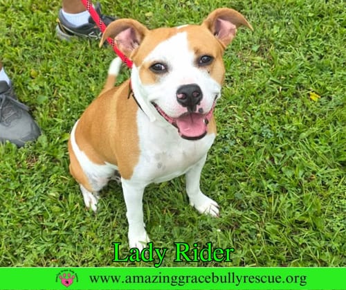 Photo of Lady Rider, adoptable Bulldog in Milton, Florida