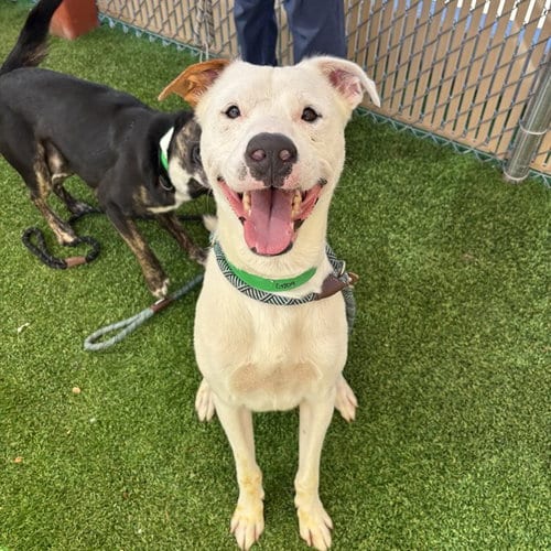 Photo of Chan, adoptable American Pit Bull Terrier in Phoenix, Arizona