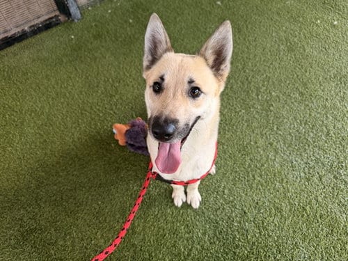Photo of Drachen, adoptable German Shepherd Dog in Garland, Texas