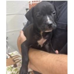 Photo of Dewey, adoptable Mixed Breed (Medium) in New Castle, Delaware
