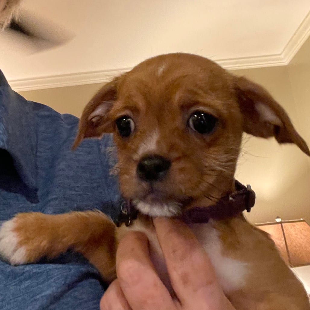 Photo of Wilma, adoptable Chihuahua in Georgia, Georgia