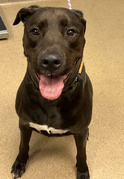 Photo of Alejandro, adoptable dog in Chamblee, Georgia