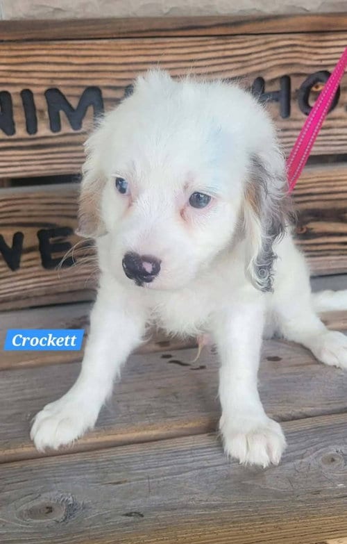 Photo of Crocker, adoptable Cavalier King Charles Spaniel in St Clairsville, Ohio