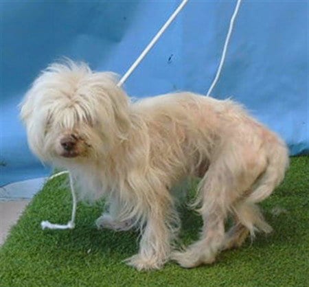 Photo of Danger, adoptable Terrier in Gardena, California