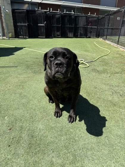 Photo of Lucy, adoptable Mastiff/Mix