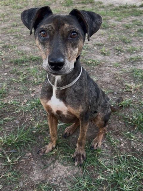 Photo of Trudy, adoptable Catahoula Leopard Dog in Conroe, Texas