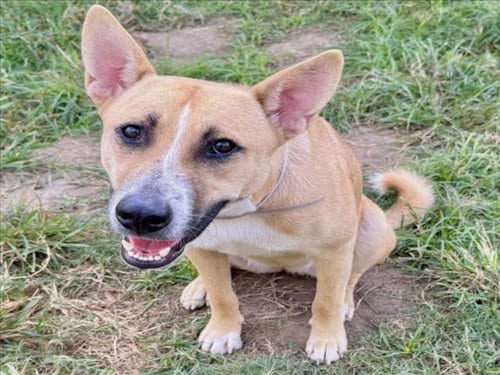 Photo of Kelly, adoptable German Shepherd Dog in Houston, Texas