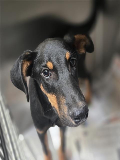 Photo of Colton, adoptable Doberman Pinscher in Los Angeles, California