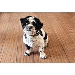 Photo of Malachi, adoptable Shih Tzu in Ft Lauderdale, Florida
