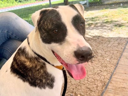 Photo of Parker, adoptable dog in Georgetown, Texas