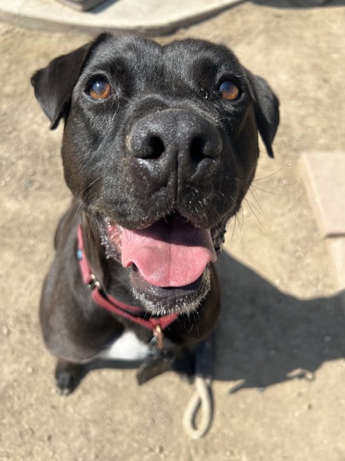 Photo of Lincoln, adoptable Labrador Retriever in San Bernardino, California