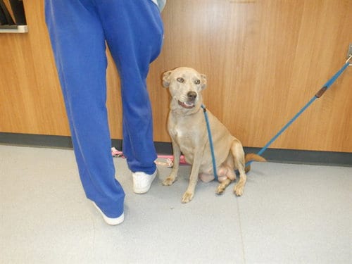 Photo of Tati, adoptable Labrador Retriever in San Jose, California