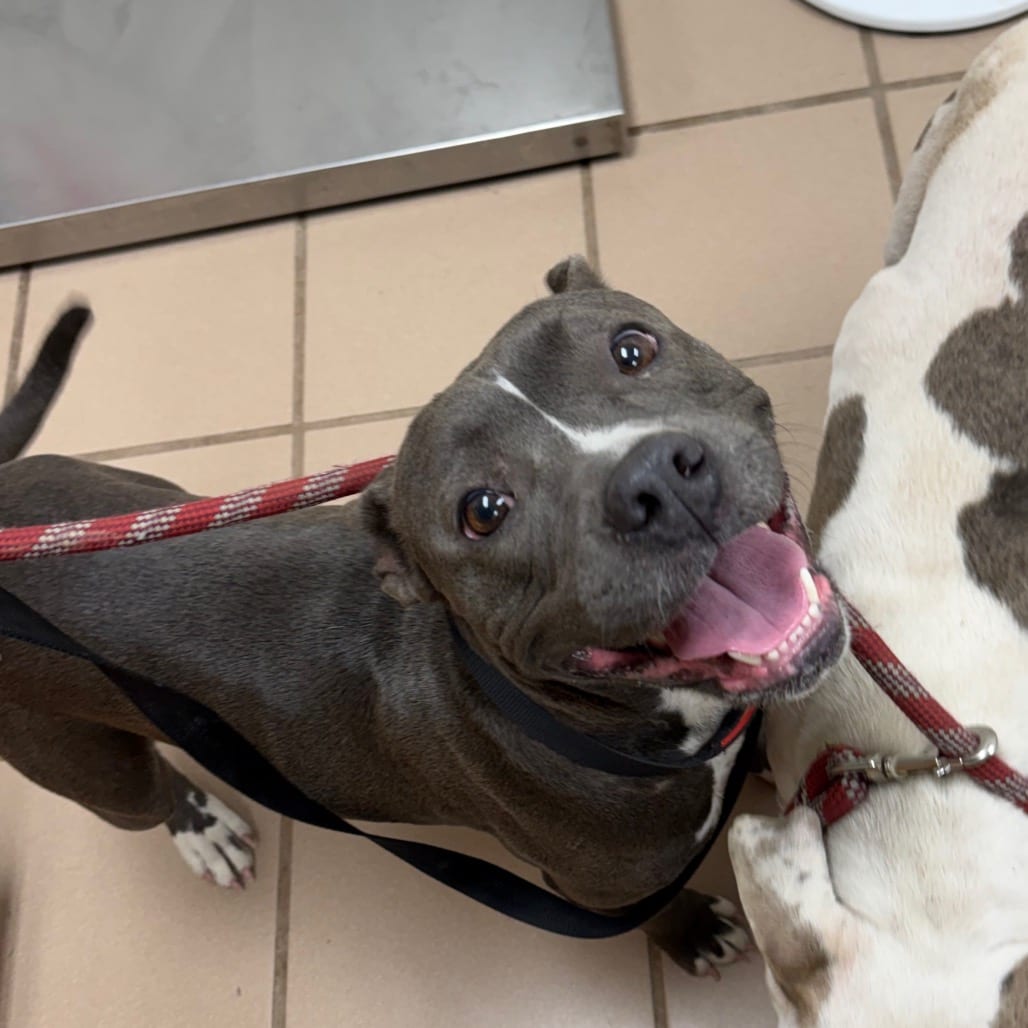 Photo of Bubbles, adoptable Terrier, Pit Bull in Starkville, Mississippi