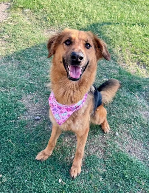 Photo of Chloe, adoptable German Shepherd Dog in McKinney, Texas